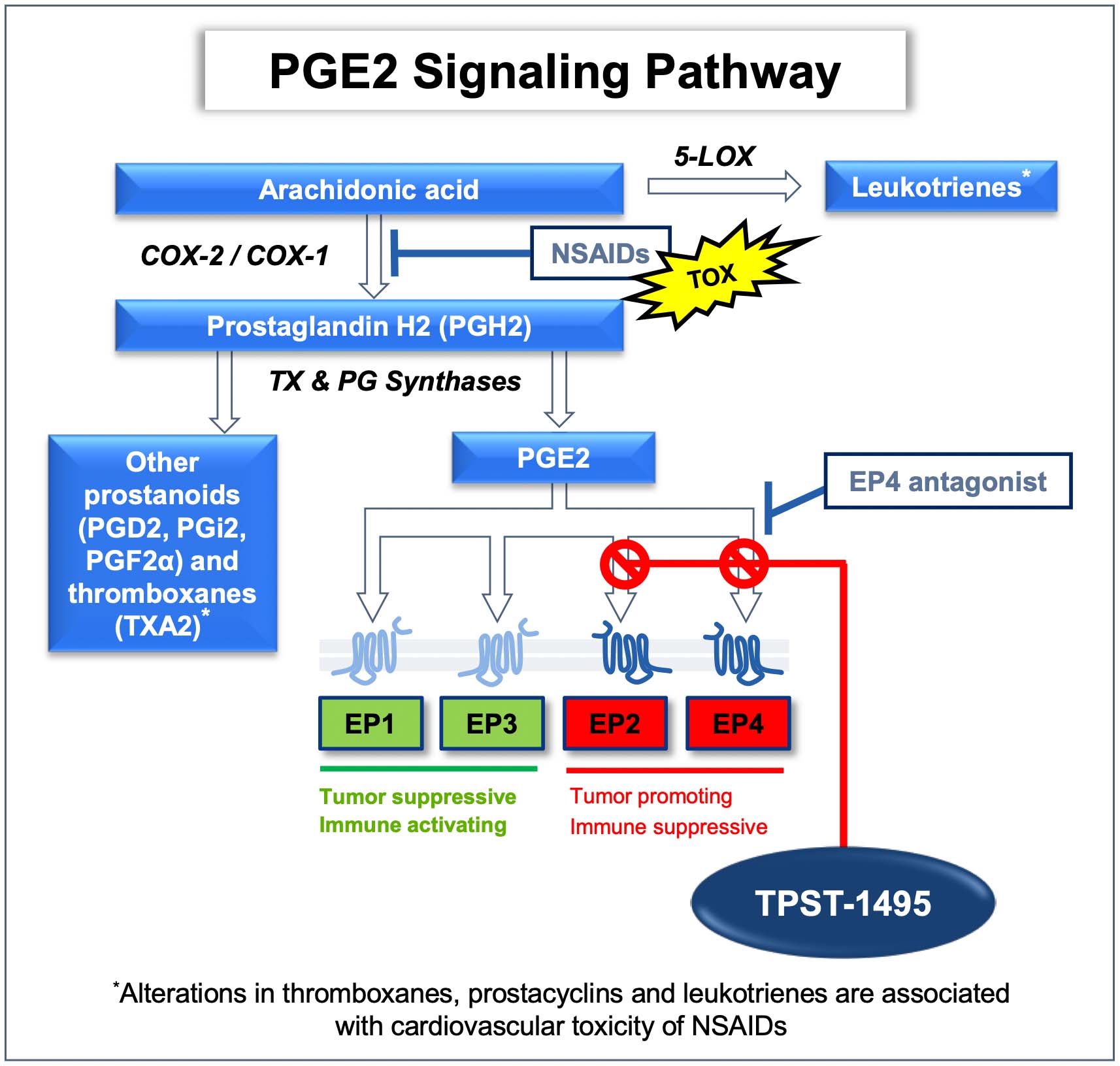 PGE2 Pathway graphic